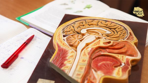 O Level vs H2 Biology: What’s Different
