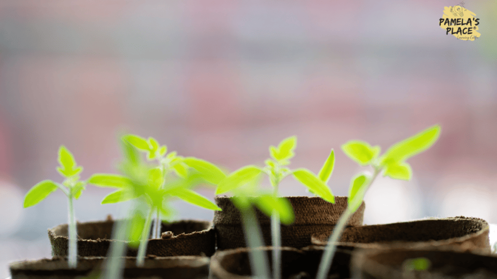 Photosynthesis Explained: O-Level Biology Guide (6093)